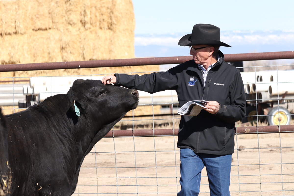 Pot of Gold Bull Sale | Annual Gelbvieh & Balancer Sale